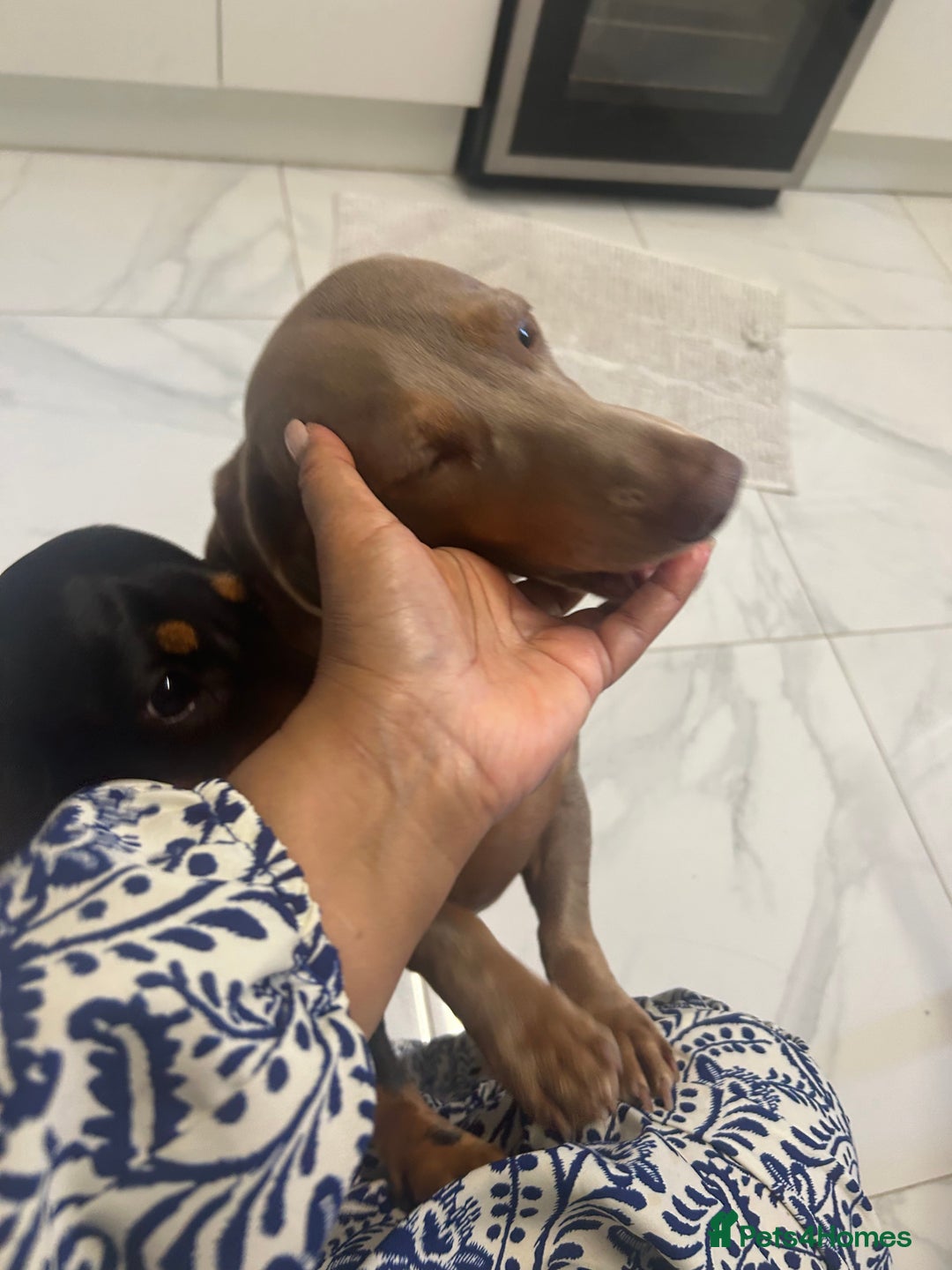 Miniature Dachshund dogs for sale: Black and tan girl looking for a loving home. - Image 3