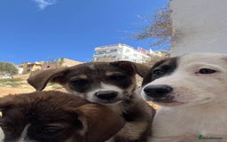 Mixed Breed dogs for sale: Mixed breed - Image 7