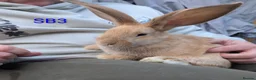 Continental Giant rabbits for sale: Beautiful continental giants  - Advert 8