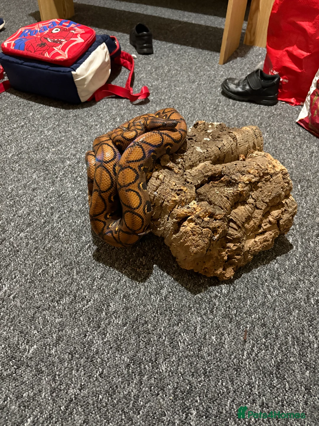 Boa Snake reptiles for sale: Brazilian rainbow boa and 4ft vivarium - Advert 3