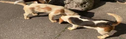 Beagle dogs for sale: 2 Kc Reg Beagles Girls For Sale - Advert 17