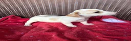 Jack Russell dogs for sale: Jack Russell puppies  - Advert 10