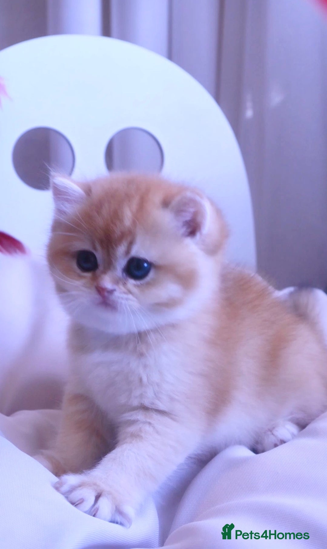 British Shorthair cats for sale: 🧿Luxurious Exclusive Golden BSH girl ready20.12 ✨ - Advert 6