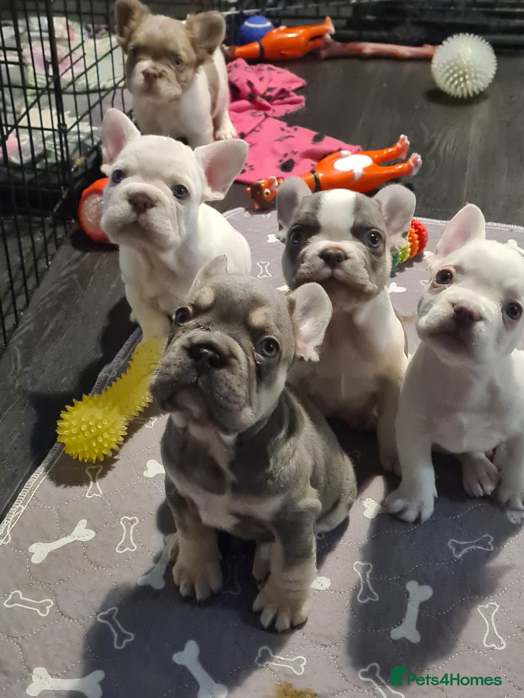 French Bulldog dogs for sale: 5 French bulldog puppies. Pied fluffy - Advert 1