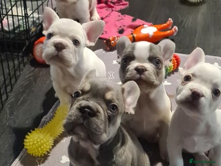 French Bulldog dogs 5 French bulldog puppies. Pied fluffy - Advert 1