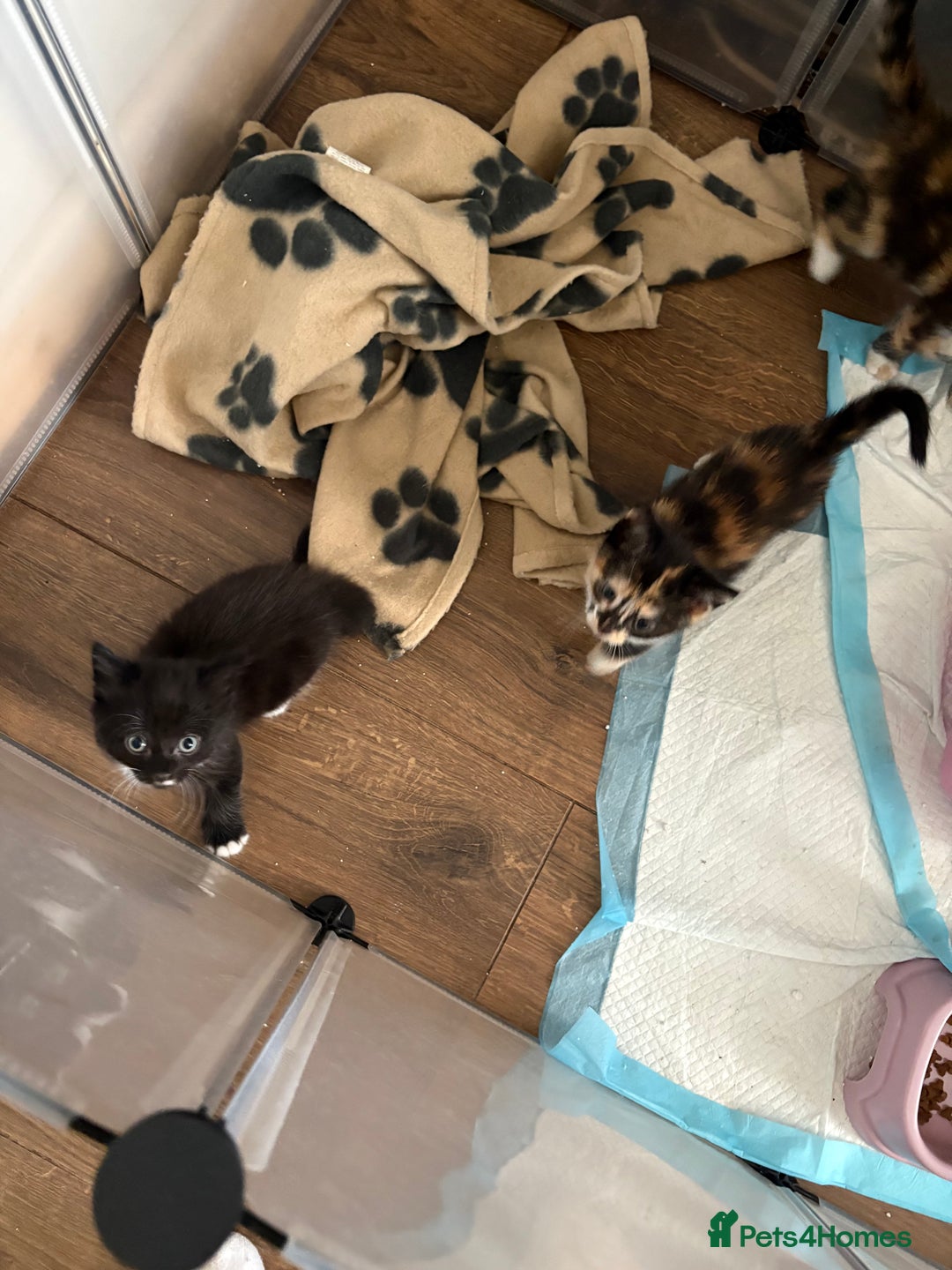 Mixed Breed cats for sale: Beautiful kittens  - Image 4