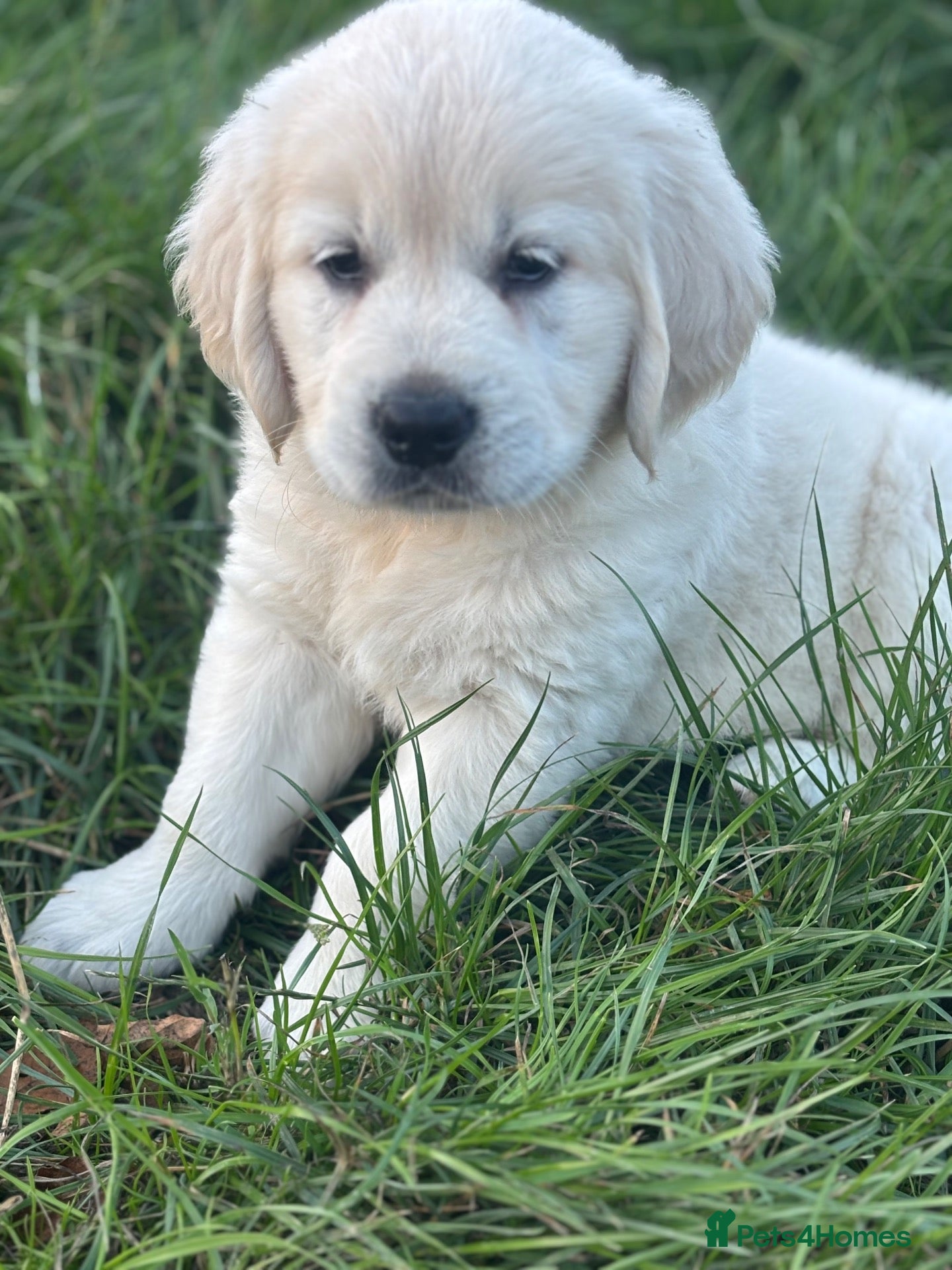 Golden Retriever dogs Kc golden retriever pups health tested parents - Advert 2