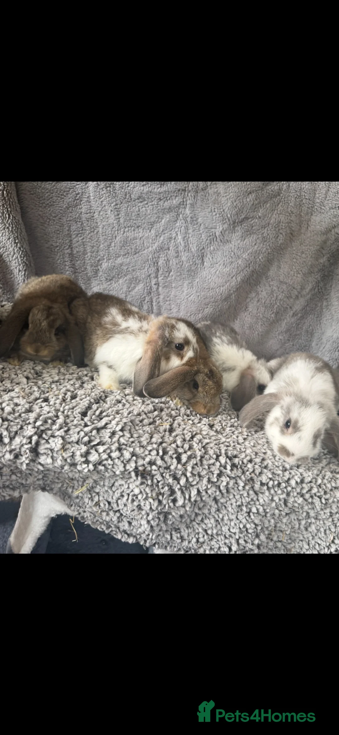 Mixed Breed rabbits for sale: Rabbits - lops  - Advert 2