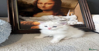 Ragdoll cats - Advert 3