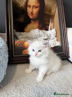 Ragdoll cats - Advert 2