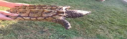 Turtle reptiles for sale: Alligator snapping turtle for sale in Romford - Advert 7