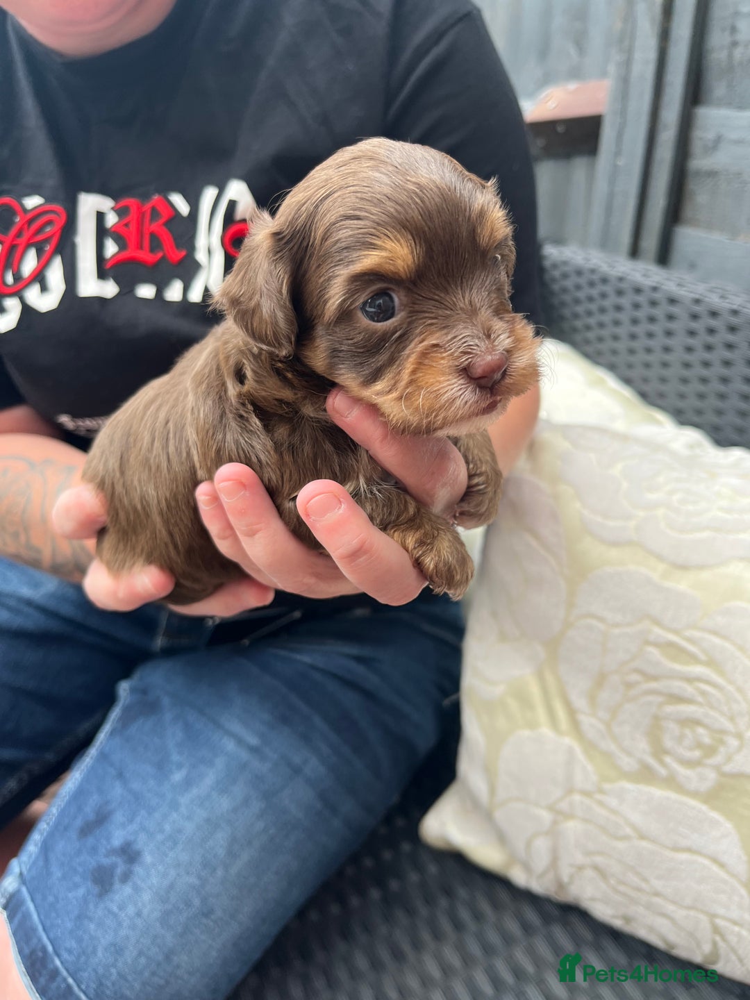 Shihpoo dogs for sale: Shihpoo - Image 5