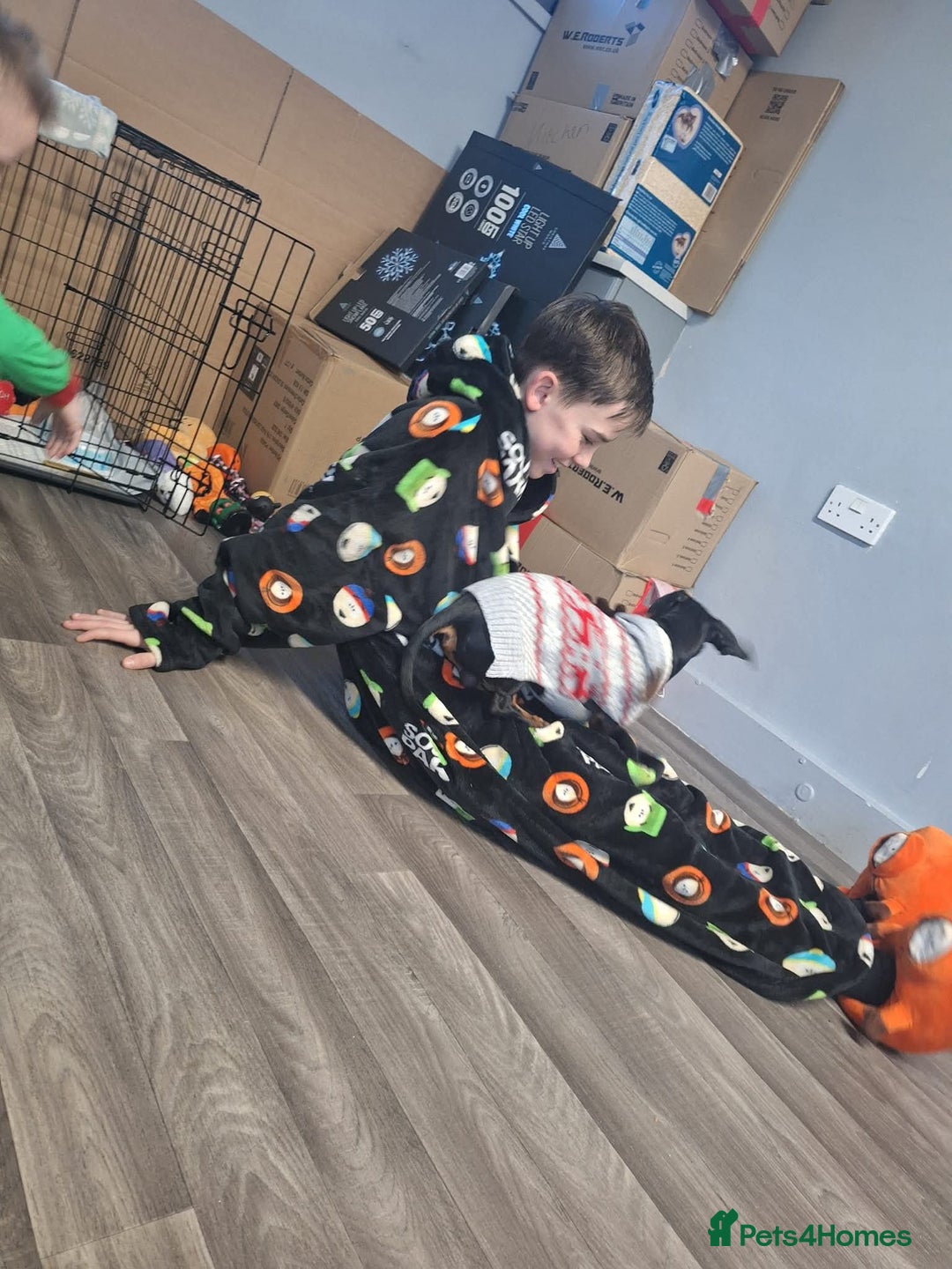 Dachshund dogs for sale: Dachund  - Advert 2