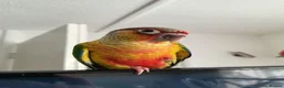 Conures birds for sale: 3 month old Yellow sided Green Cheek Conure  - Advert 1