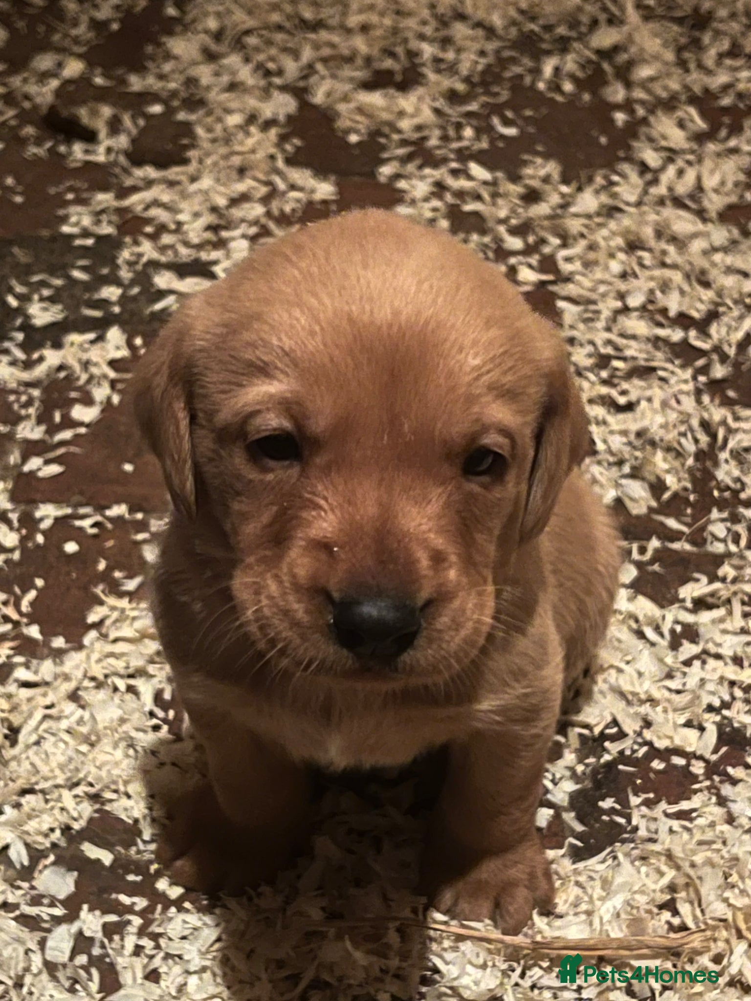 Labrador Retriever dogs Stunning Fox Red Labrador pups for sale - Advert 12