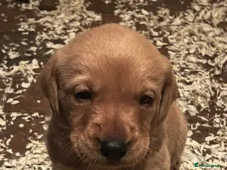 Labrador Retriever dogs Stunning Fox Red Labrador pups for sale - Advert 12