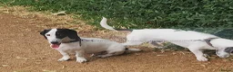 Dachshund dogs for sale: Rear white dachshund boy in Kensington  - Advert 3