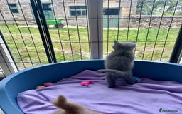 British Shorthair cats for sale: GCCF BSH Beautiful Kitten - 1 blue male  - Image 19