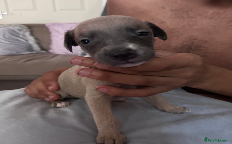 Whippet dogs - Advert 4