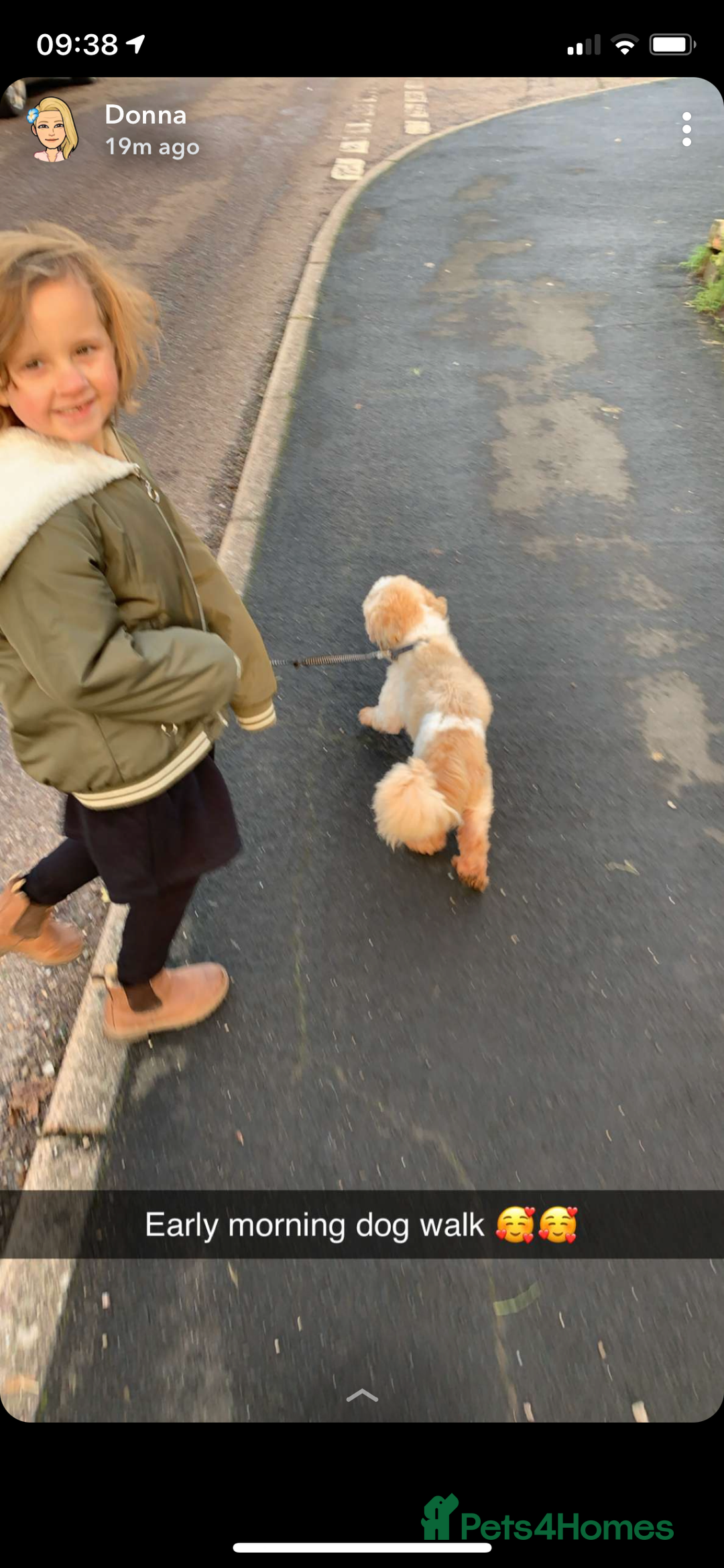 Shih Tzu dogs for stud: Handsome experienced KC registered stud dog in Cullompton - Image 10