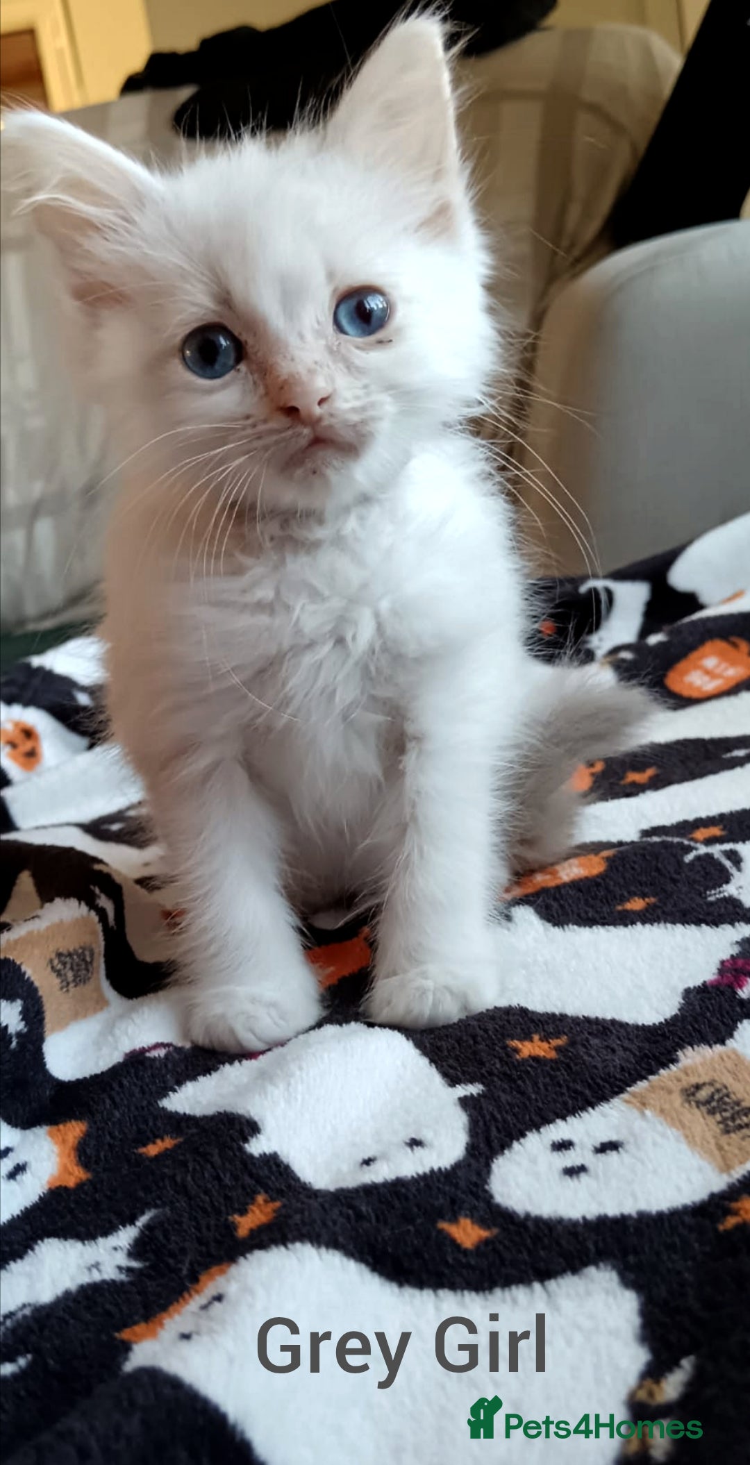 Ragdoll cats for sale: Ragdoll kittens  - Image 7