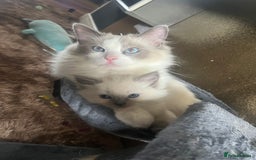 Ragdoll cats for sale: Ragdoll kitten - Image 6