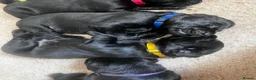 Labrador Retriever dogs for sale: Beautiful litter of KC black working Labradors  - Advert 10