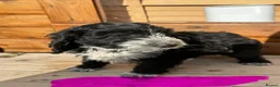 Cockapoo dogs for sale: Cockerpoo - Advert 7