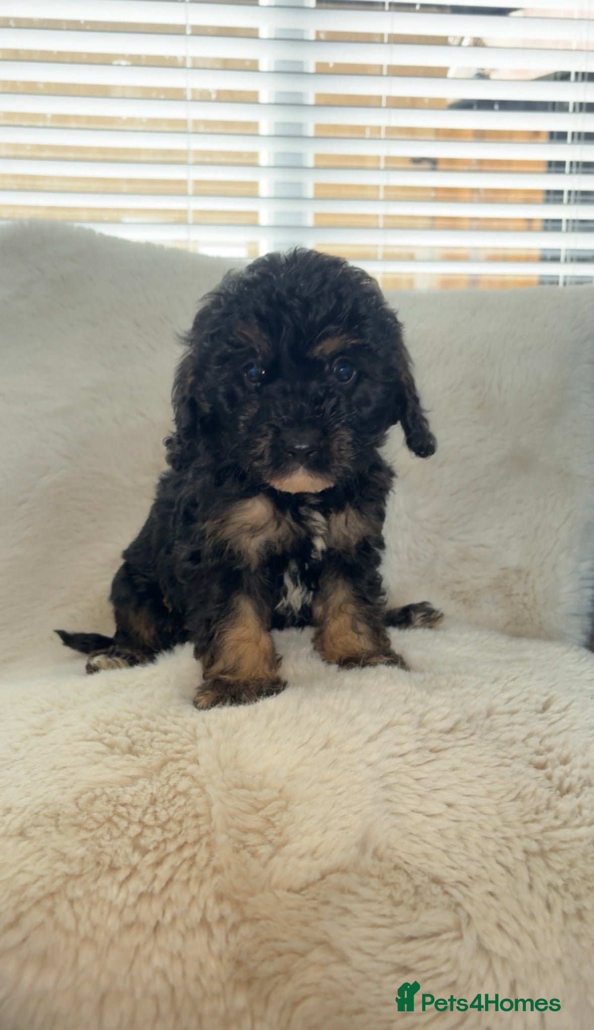 Cavapoo dogs Adorable cavapoos  - Advert 2