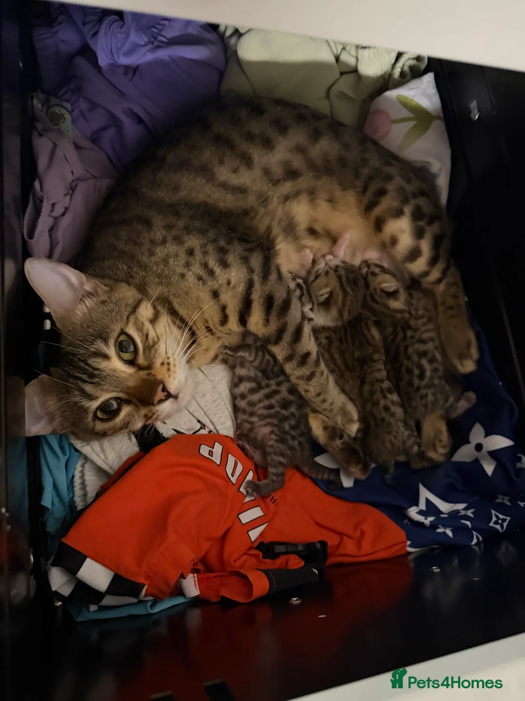Mixed Breed cats for sale: 4 kittens bengal mix - Advert 2