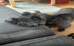 Miniature Schnauzer dogs for sale: Shadow - Image 7
