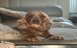 Cocker Spaniel dogs for sale: Show type cocker  spaniel “ Villaspaniol  ” kC reg - Image 8