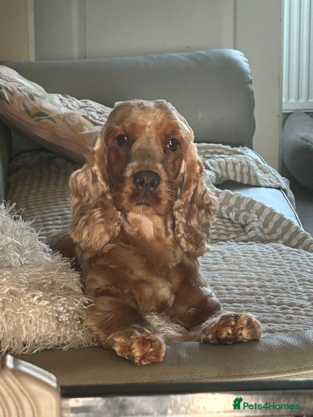 Cocker Spaniel dogs for sale: Show type cocker  spaniel “ Villaspaniol  ” kC reg - Image 8