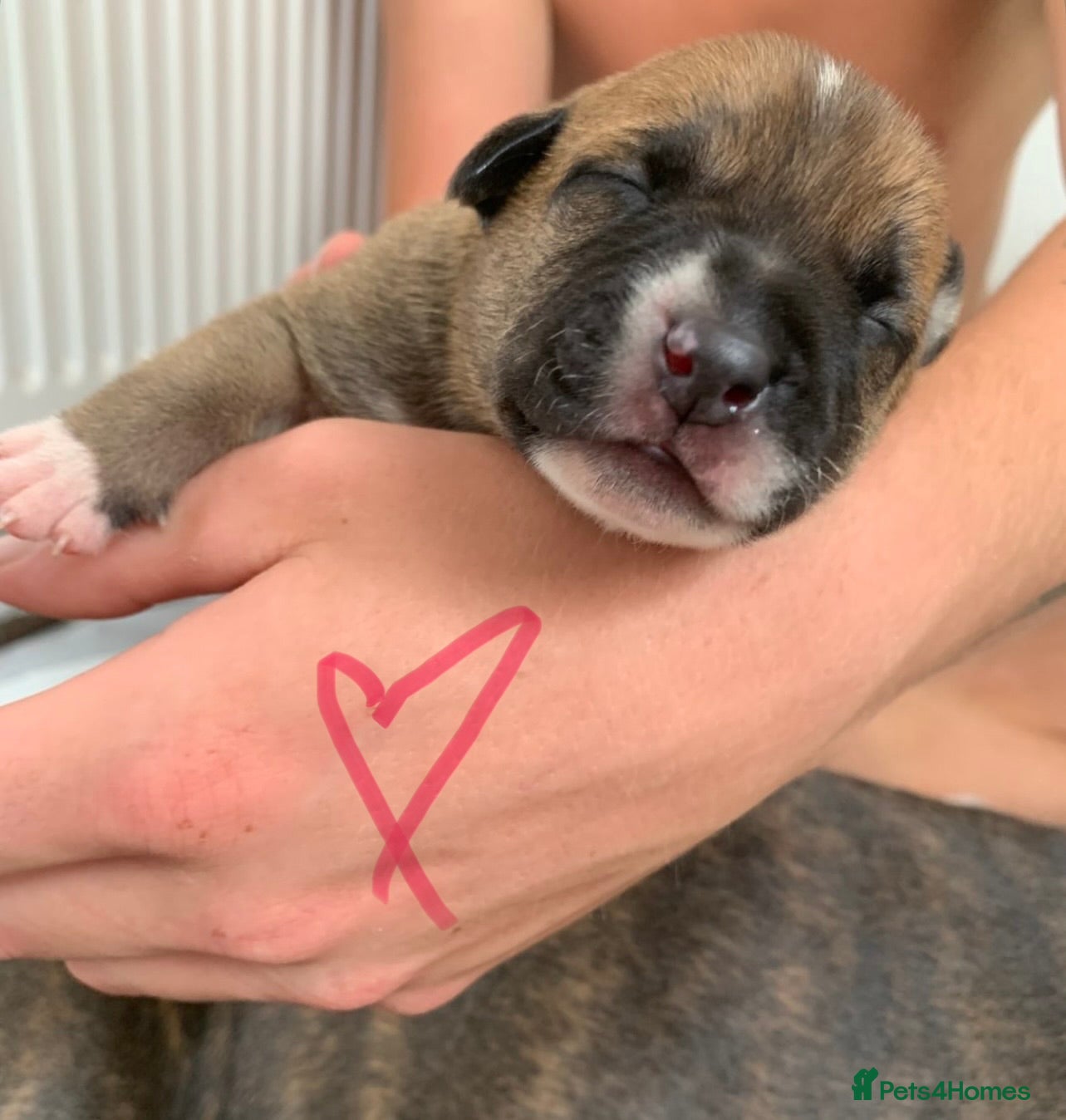 Mixed Breed dogs Staffy cross Belgium Shepard puppys  - Advert 13