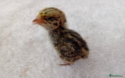 Quail poultry for sale: Coturnix, Celadon and Chinese Painted Quail Chicks - Image 8
