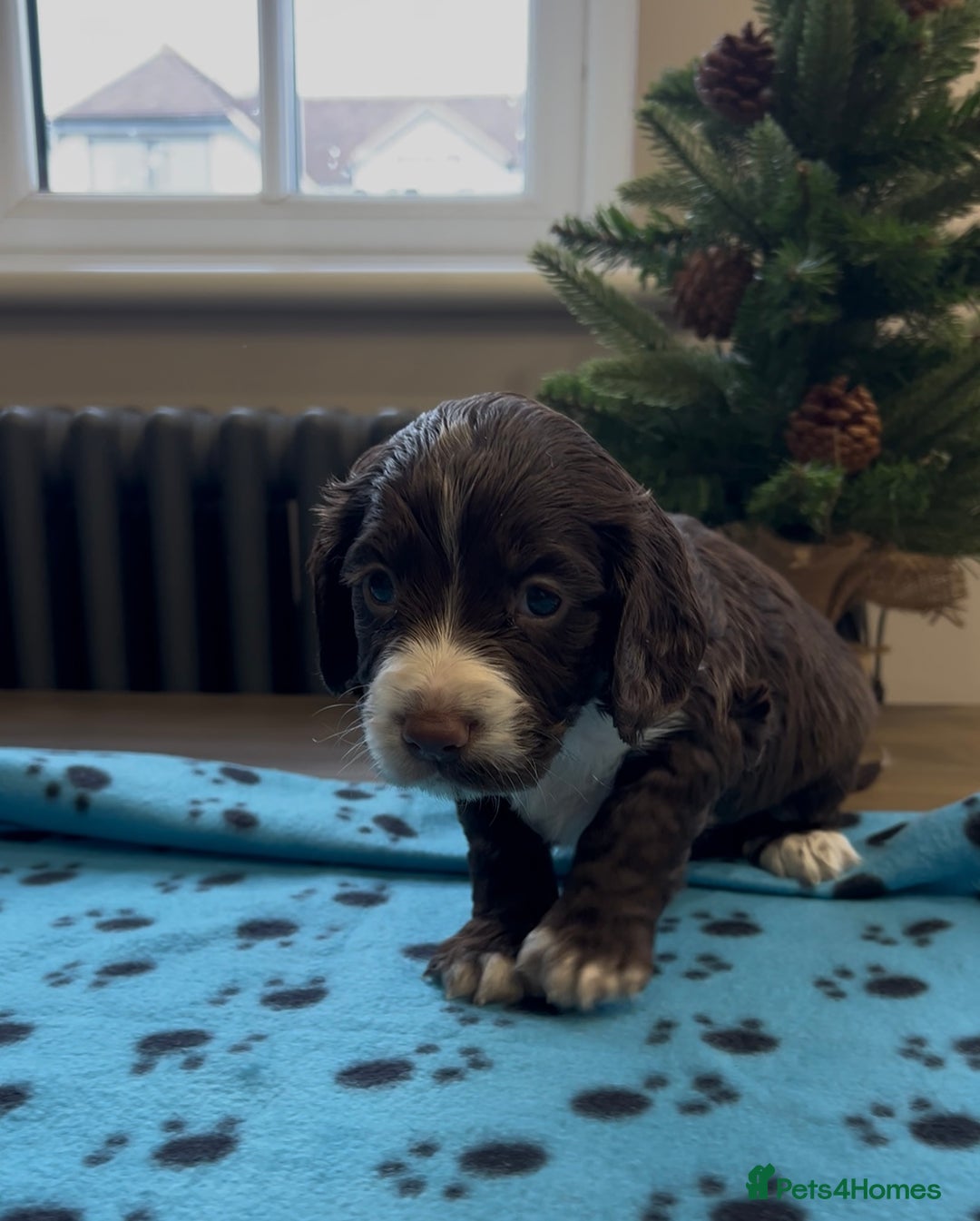 Cocker Spaniel dogs for sale: ✨Beautiful Cocker Spaniel Puppies✨ - Advert 32