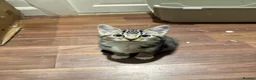 Domestic Shorthair cats for sale: Tabby coat 10 weeks old kitten in Bradford - Advert 2