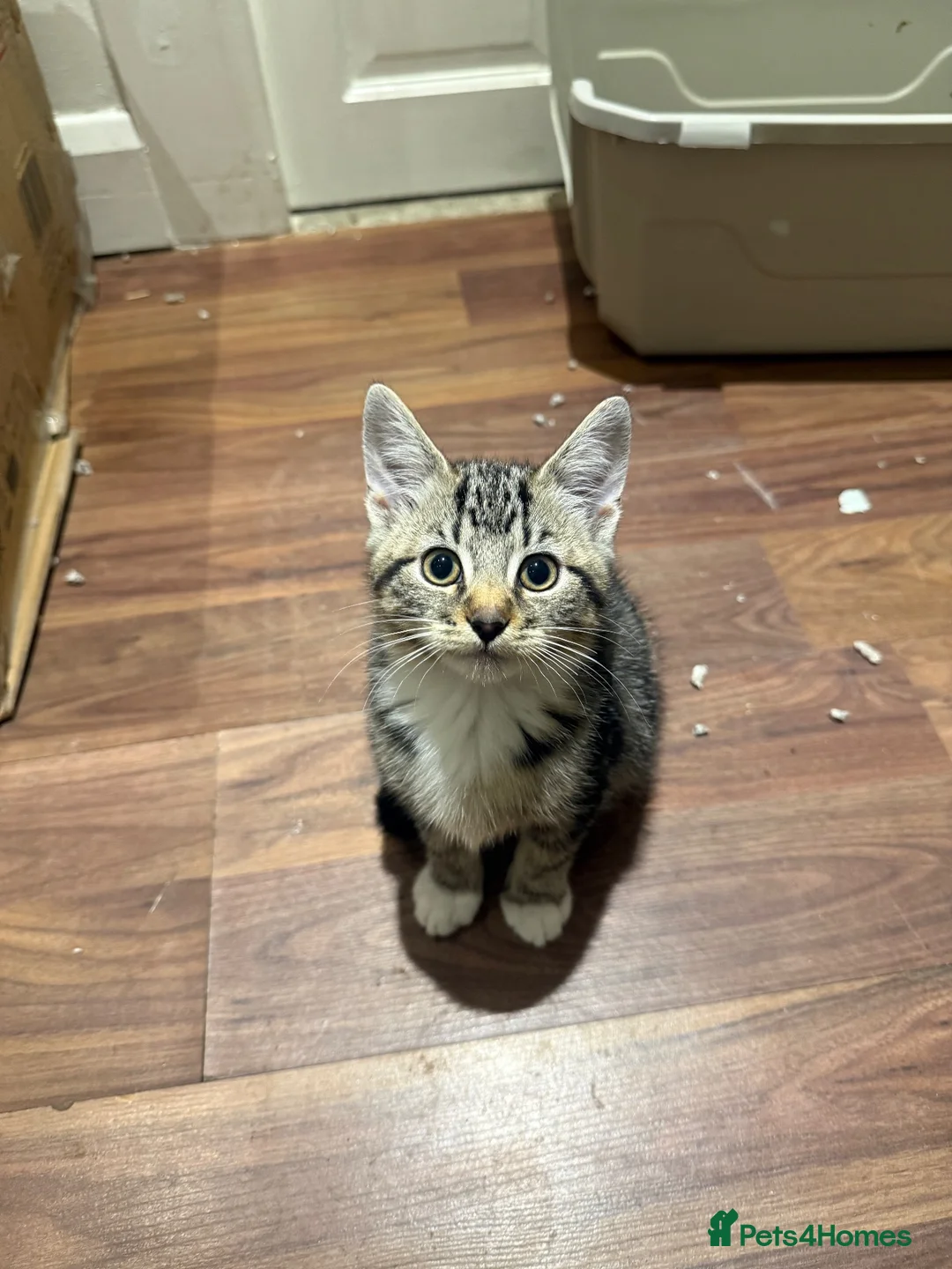 Domestic Shorthair cats for sale: Tabby coat 10 weeks old kitten in Bradford - Advert 2