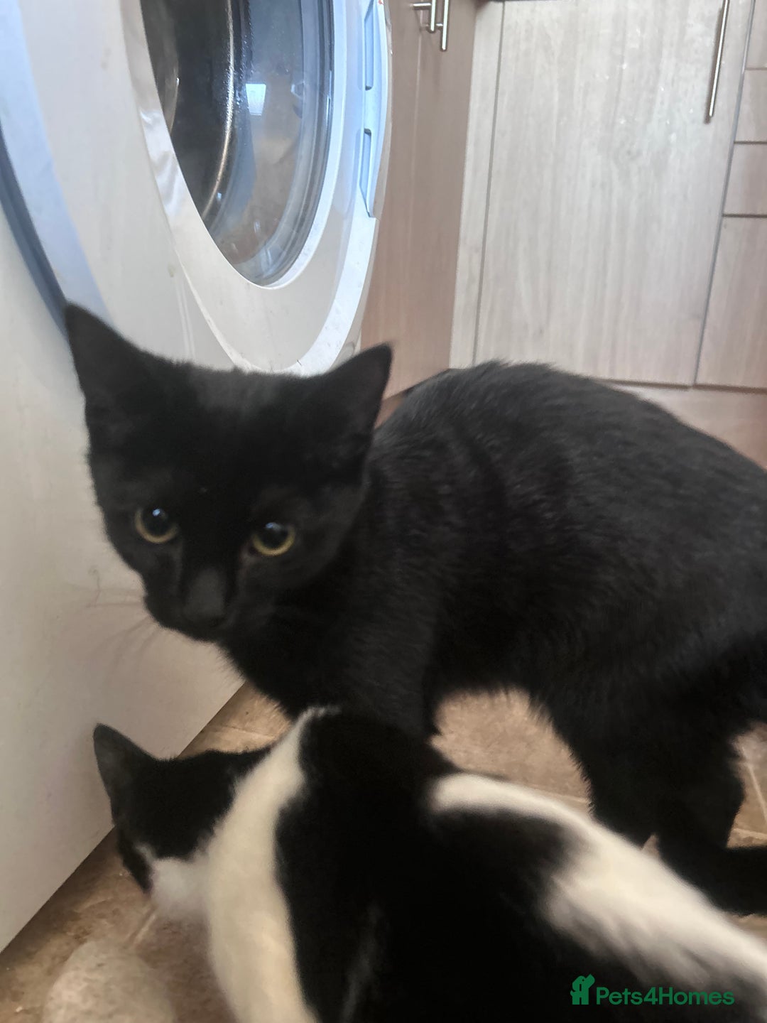 Mixed Breed cats for sale: kittens in desperate need for a home. - Advert 7