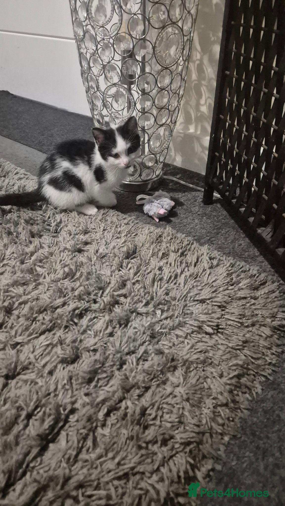 Mixed Breed cats 2 male kittens for sale - Advert 1