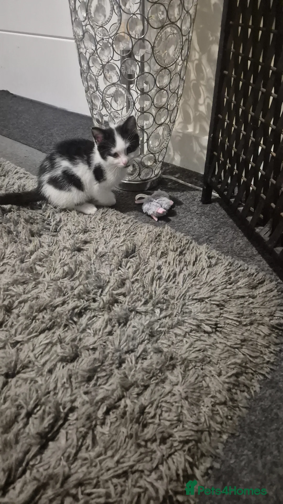 Mixed Breed cats for sale: 2 male kittens for sale in Largs - Advert 1