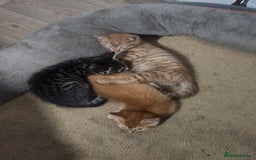 Asian cats for sale: 2 Gorgeous Ginger Male Kittens & 1 Black & grey  - Image 5