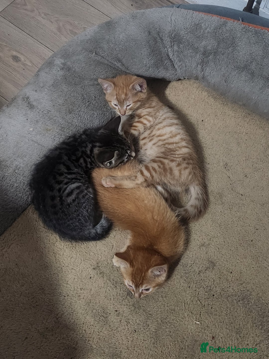 Asian cats for sale: 2 Gorgeous Ginger Male Kittens & 1 Black & grey  - Image 5