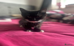 Maine Coon cats for sale: Maine coon boys - Image 2