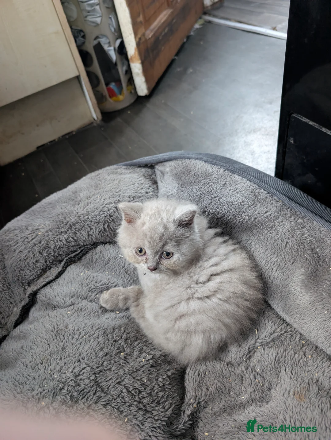 British Longhair cats for sale: 2 lilac fawn British bsh/blh kittens  - Advert 2