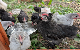 Chickens poultry for sale: chicks, quail chicks and pairs - Image 9