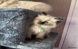 Ragdoll cats for sale: 4 stunning seal point ragdoll boys  - Image 9