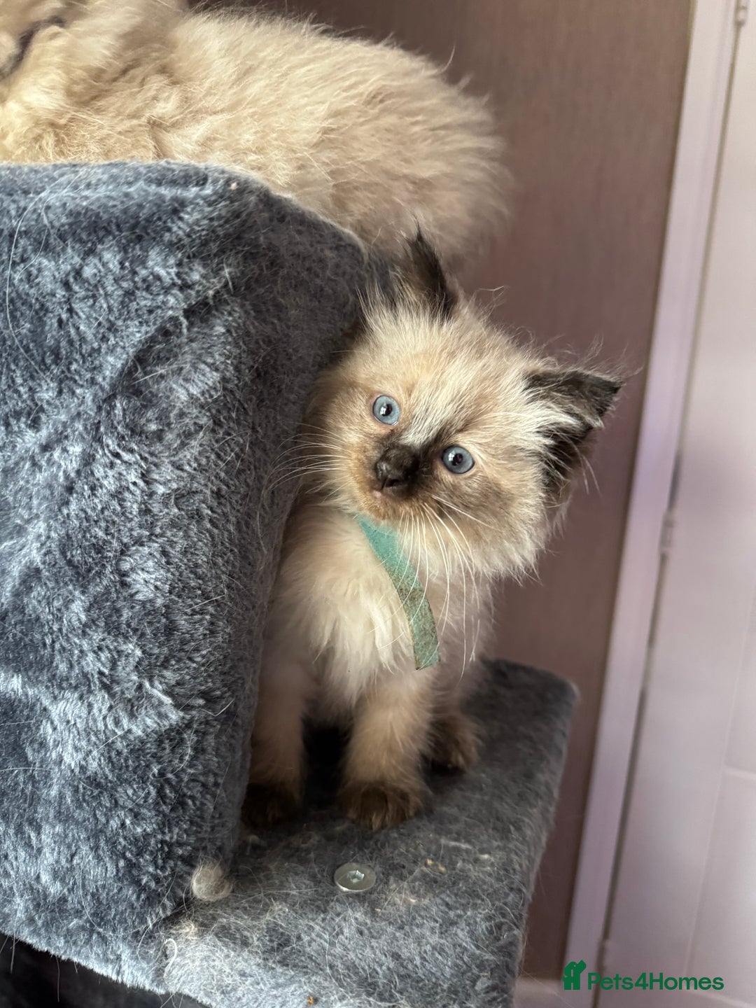 Ragdoll cats for sale: 4 stunning seal point ragdoll boys  - Image 9