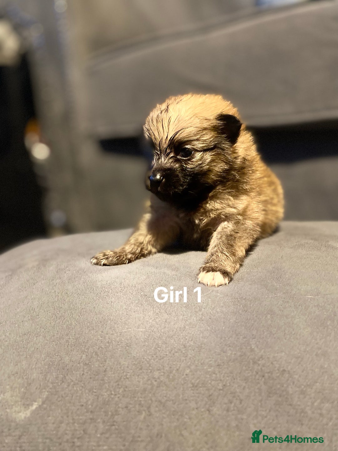 Pomeranian dogs for sale: Pomeranian pups available  - Image 15