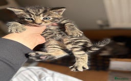 Mixed Breed cats for sale: Mixed Breed Grey and Tabby Kittens - Image 7